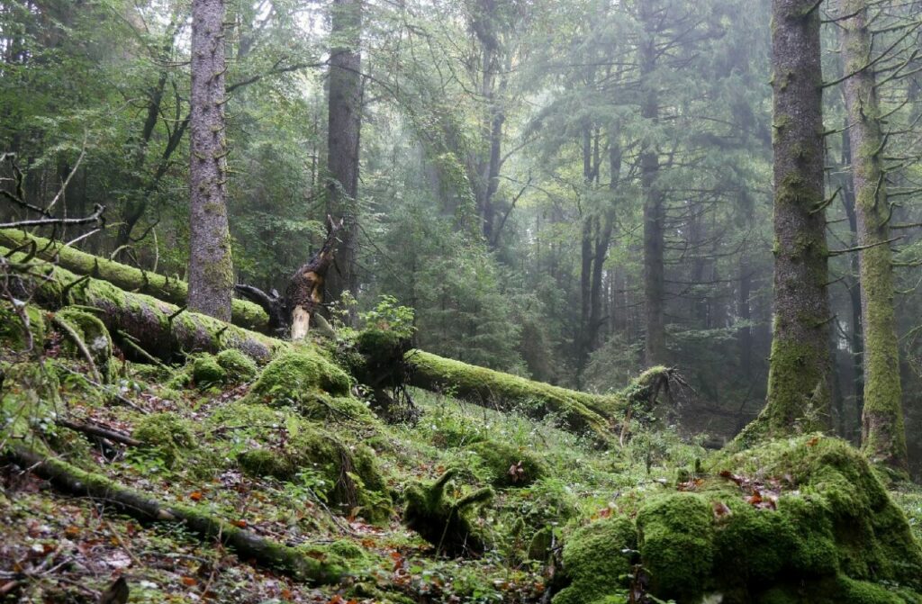 Bosco del Cansiglio